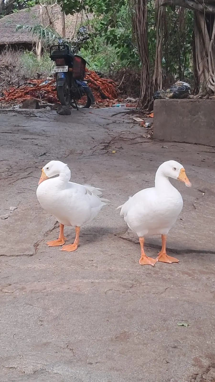 Swans/Ducks standing as if making heart shape with their necks